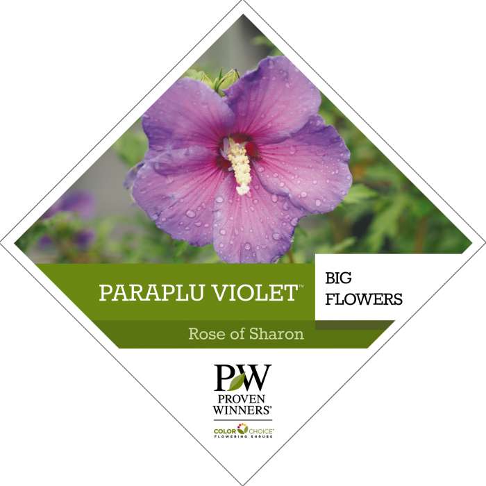 Preview of Paraplu Violet® Hibiscus tag PDF