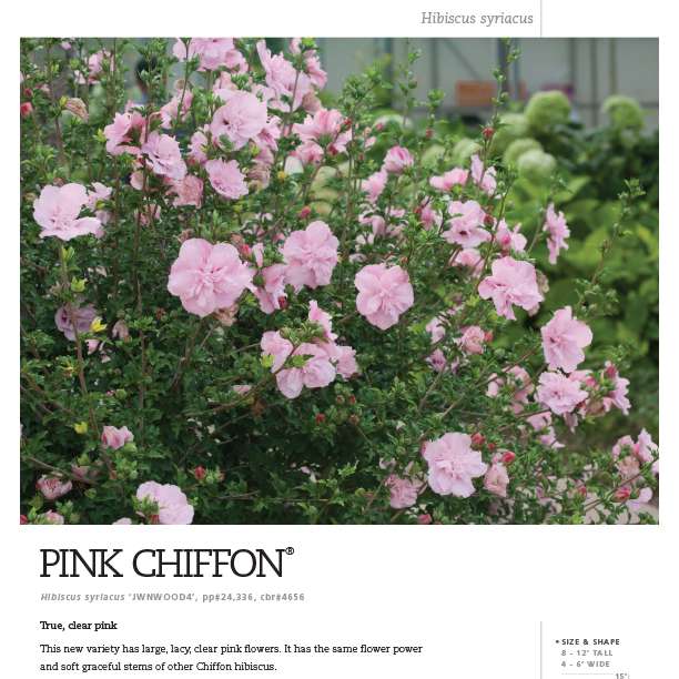 Preview of Pink Chiffon® Hibiscus  PDF