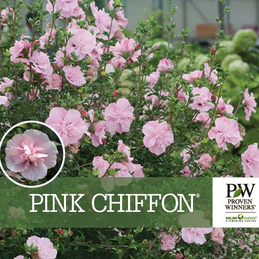 Preview of Pink Chiffon® Hibiscus PDF
