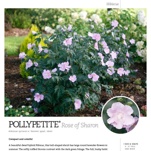 Preview of Pollypetite® Hibiscus spec sheet PDF