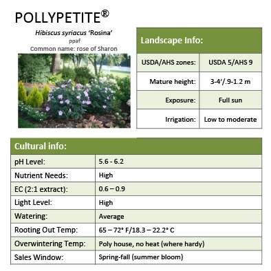Preview of Pollypetite® Hibiscus grower sheet PDF