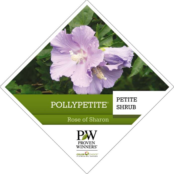 Preview of Pollypetite® Hibiscus PDF