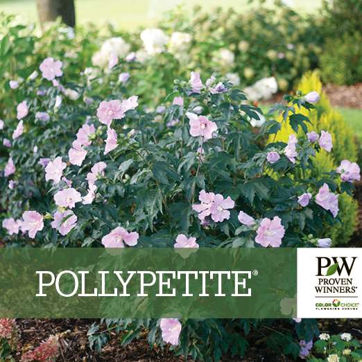 Preview of Pollypetite® Hibiscus benchcard PDF