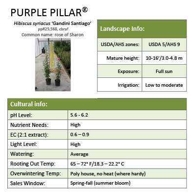 Preview of Purple Pillar® Hibiscus Grower Sheet PDF