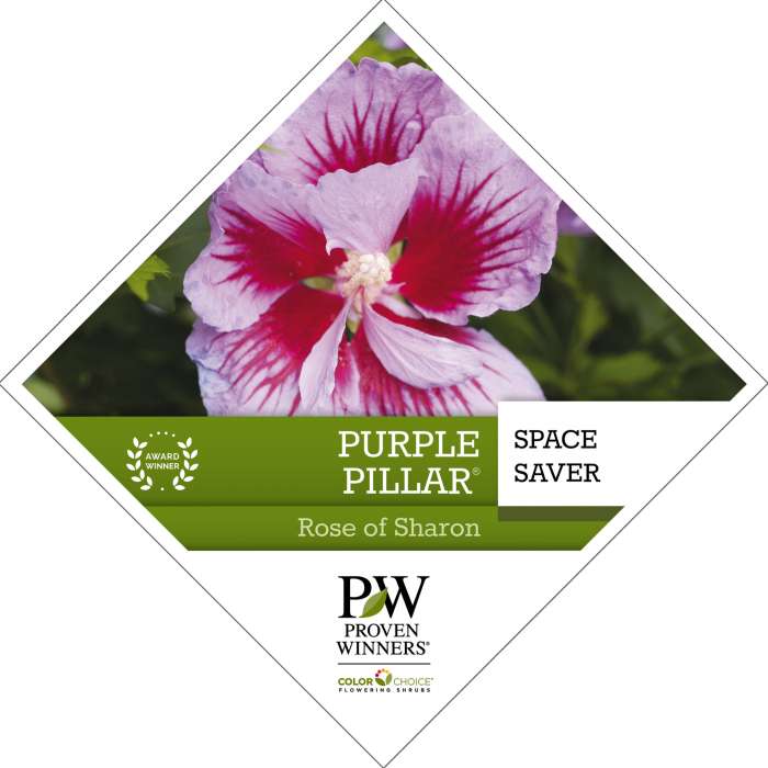 Preview of Purple Pillar® Hibiscus Tag PDF