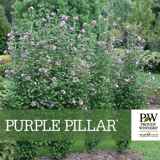 Preview of Purple Pillar® Hibiscus Benchcard PDF