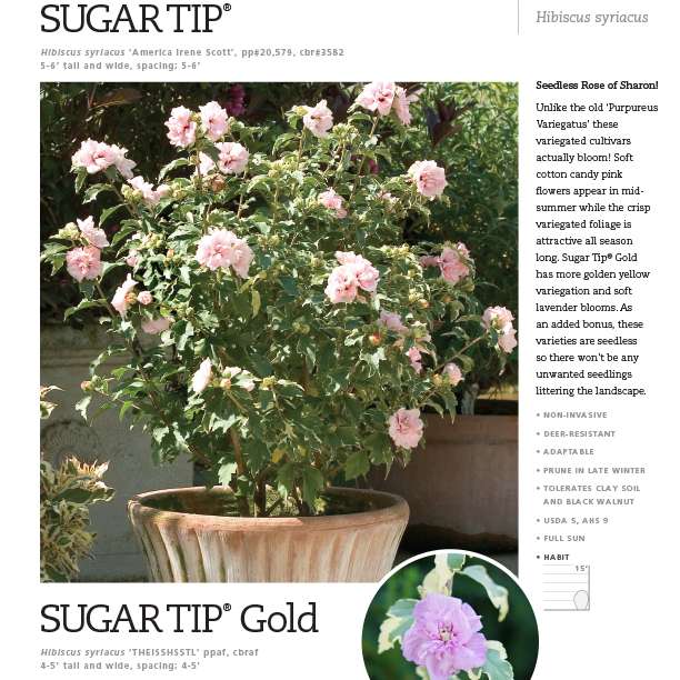 Preview of Sugar Tip® Hibiscus Series Spec Sheet PDF