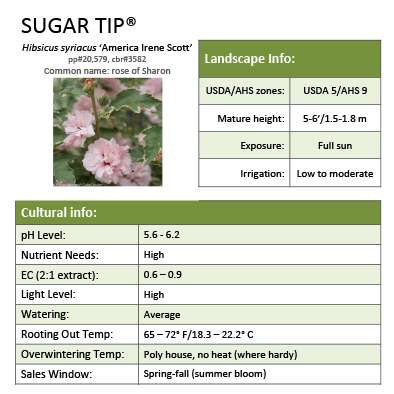 Preview of Sugar Tip® Hibiscus Grower Sheet PDF