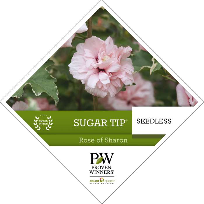 Preview of Sugar Tip® Hibiscus Tag PDF