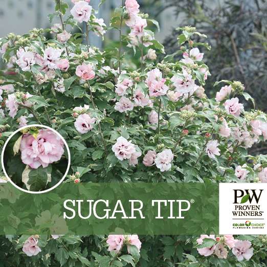 Preview of Sugar Tip® Hibiscus Benchcard PDF