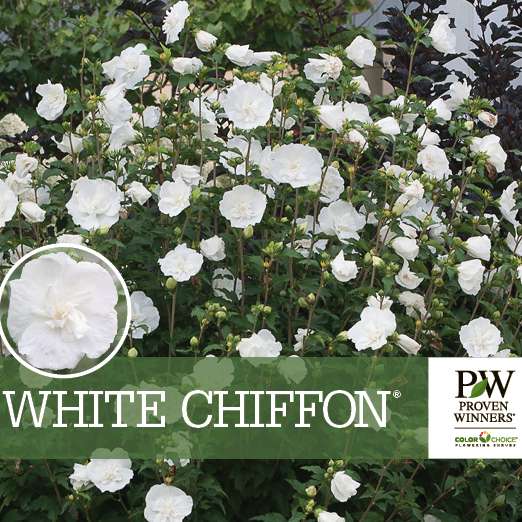 Preview of White Chiffon® Hibiscus PDF