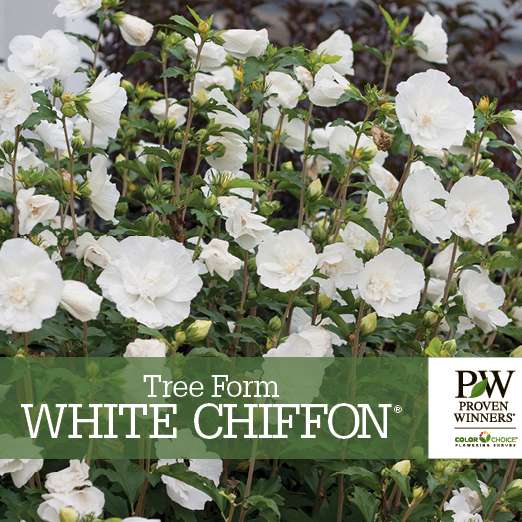 Preview of Tree Form White Chiffon® Hibiscus PDF