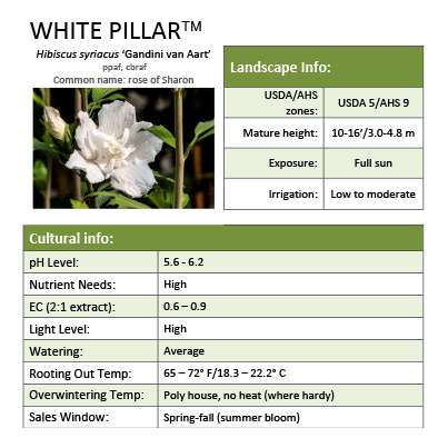 Preview of White Pillar® Hibiscus grower sheet PDF