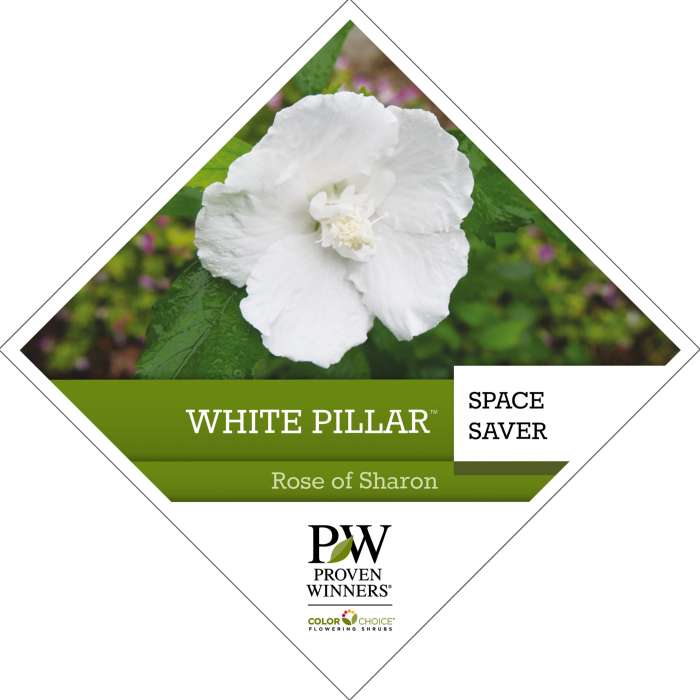 Preview of White Pillar™ Hibiscus PDF