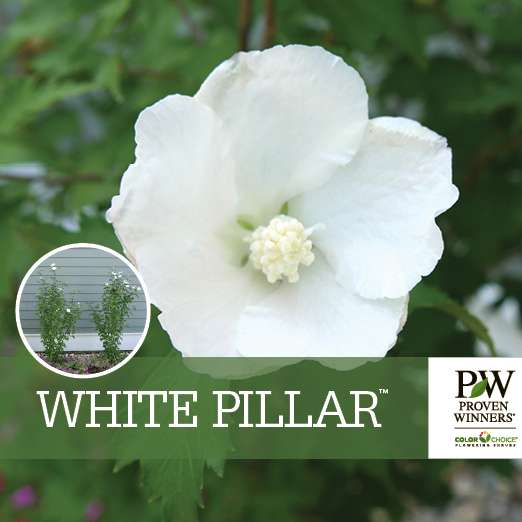 Preview of White Pillar® Hibiscus Benchcard PDF