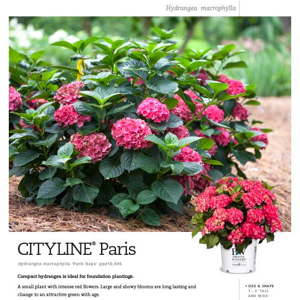 Preview of Cityline® Paris Hydrangea Spec Sheet PDF