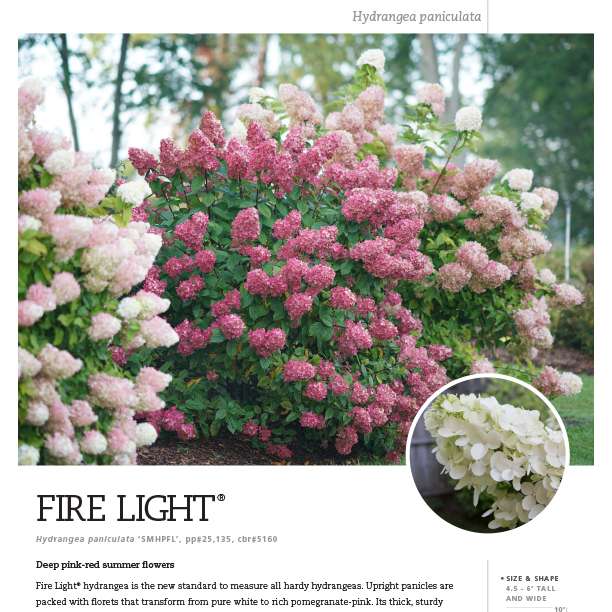 Preview of Fire Light® Hydrangea Spec Sheet PDF