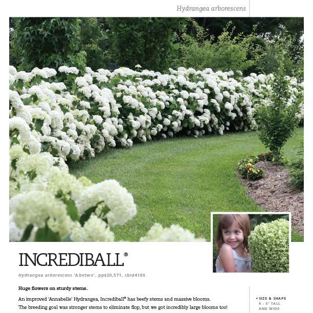 Preview of Incrediball® Hydrangea Spec Sheet PDF