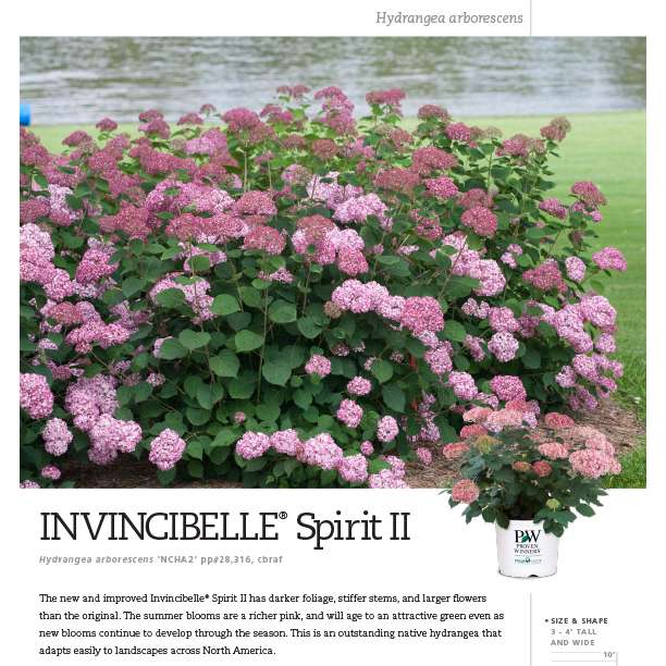 Preview of Invincibelle® Spirit II Hydrangea Spec Sheet PDF