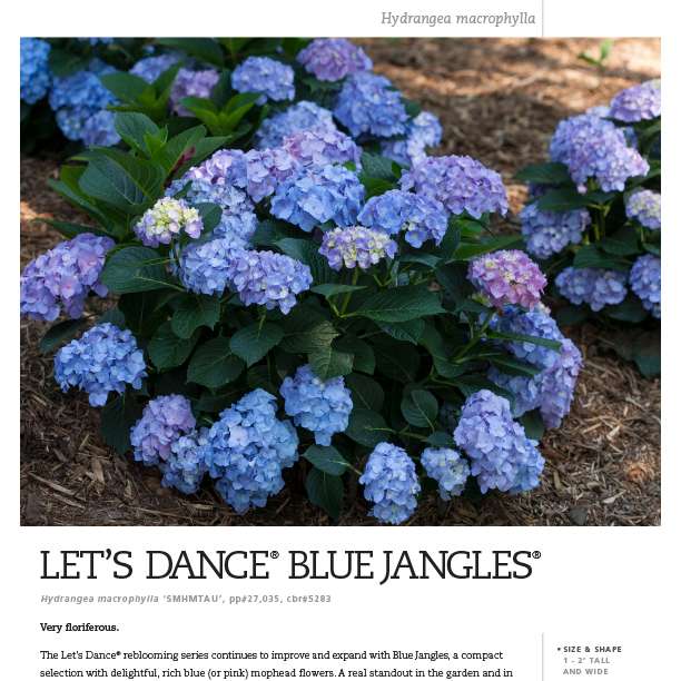 Preview of Let’s Dance® Blue Jangles® Hydrangea Spec Sheet PDF