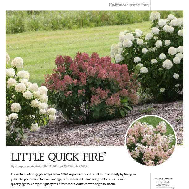 Preview of Little Quick Fire® Hydrangea Spec Sheet PDF