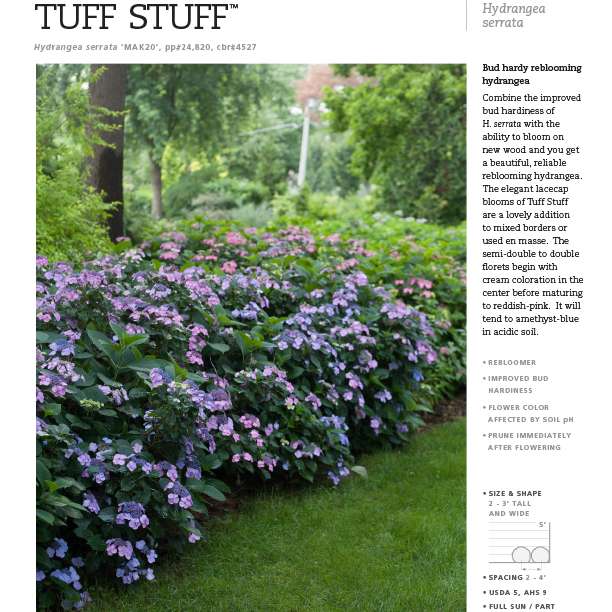 Preview of Tuff Stuff™ Hydrangea Spec Sheet PDF