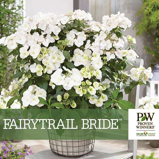 Preview of Fairytrail Bride™ Hydrangea Benchcard PDF