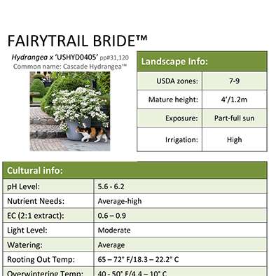 Preview of Fairytrail Bride® Hydrangea Grower Sheet PDF