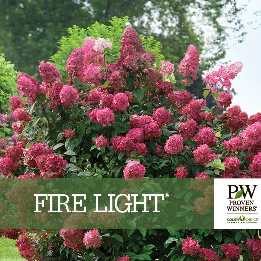 Preview of Fire Light® Hydrangea Benchcard PDF