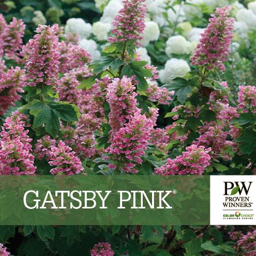 Preview of Gatsby Pink® Hydrangea Benchcard PDF