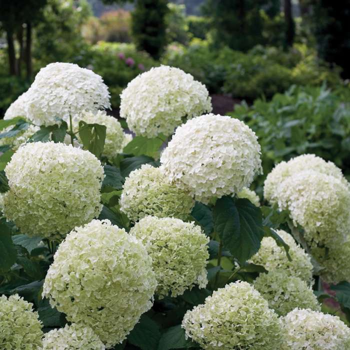 Preview of Incrediball® Hydrangea; August 2, 2018 PDF