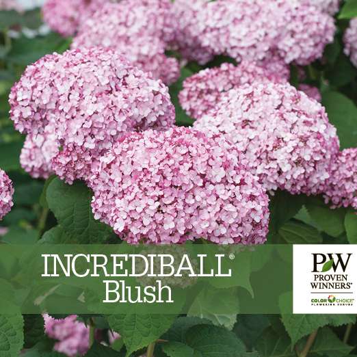 Preview of Incrediball® Blush Hydrangea Benchcard PDF