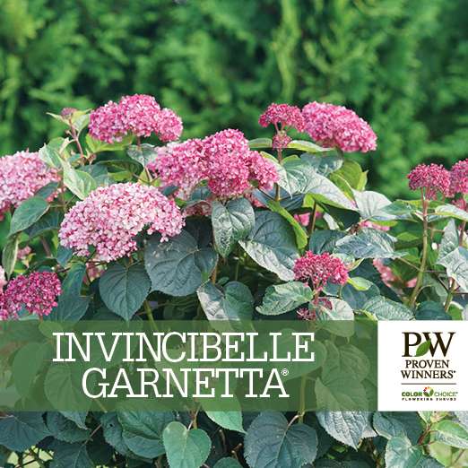 Preview of Invincibelle Garnetta® Hydrangea Benchcard PDF