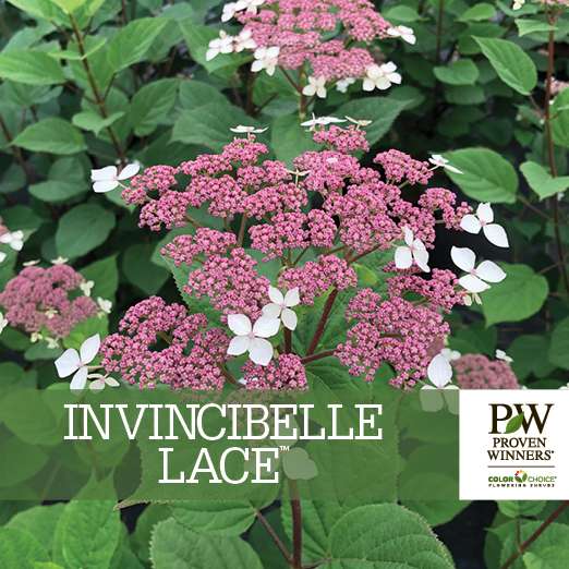 Preview of Invincibelle Lace™ Hydrangea Benchcard PDF