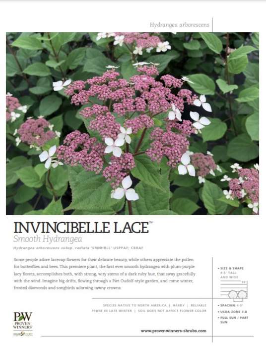 Preview of Invincibelle Lace spec sheet PDF