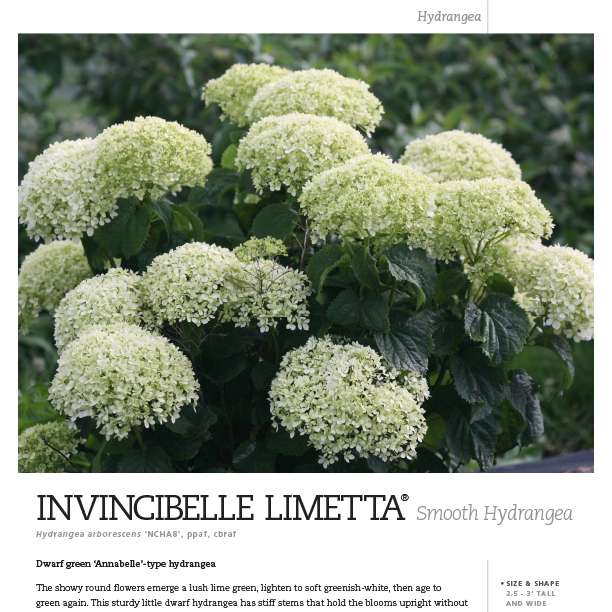 Preview of Invincibelle Limetta® Hydrangea Spec Sheet PDF