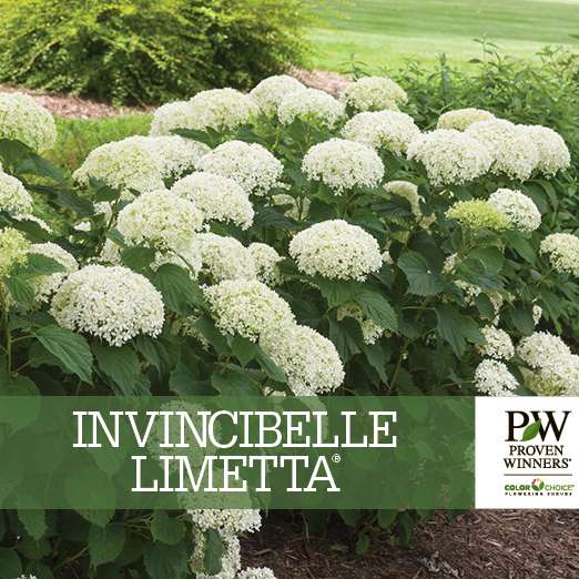 Preview of Invincibelle Limetta® Hydrangea Benchcard PDF