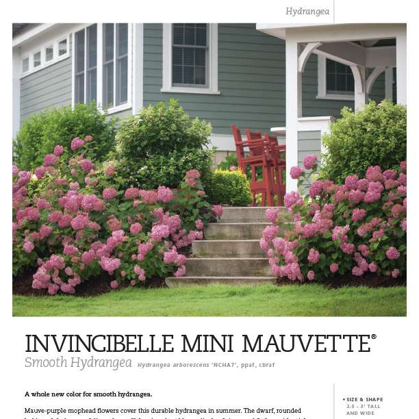 Preview of Invincibelle Mini Mauvette® Hydrangea Spec Sheet PDF