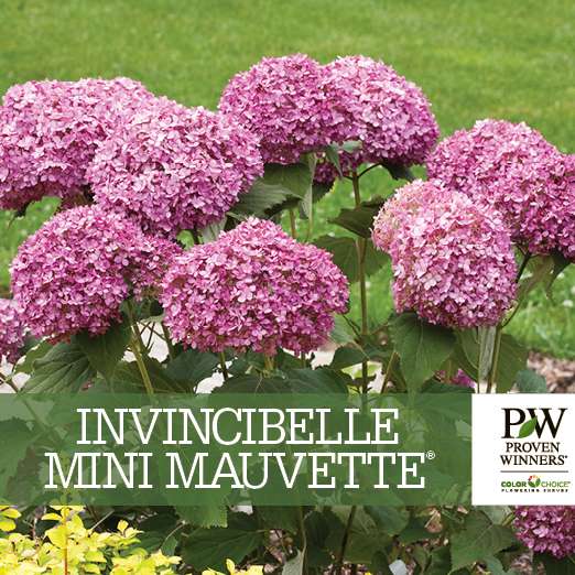 Preview of Invincibelle Mini Mauvette® Hydrangea Benchcard PDF