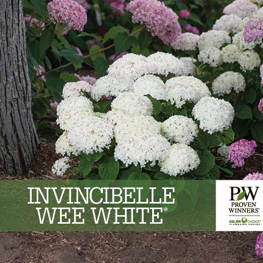 Preview of Invincibelle Wee White® Hydrangea Benchcard PDF