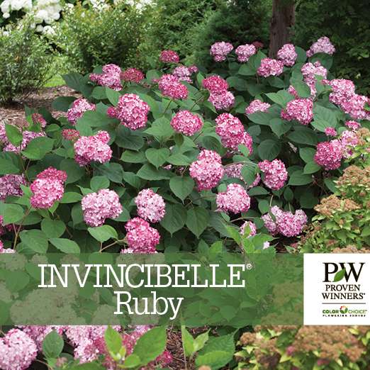 Preview of Invincibelle® Ruby Hydrangea Benchcard PDF