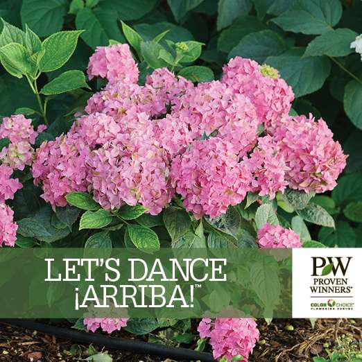 Preview of Let’s Dance Arriba!® hydrangea benchcard PDF