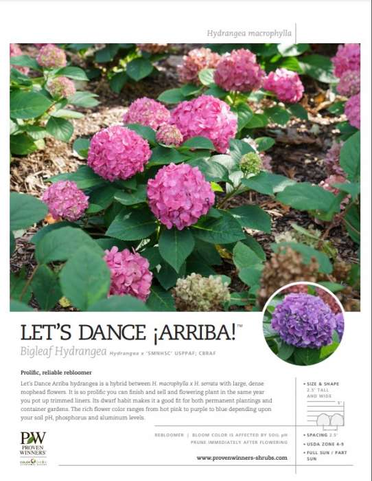 Preview of Let’s Dance ¡Arriba!® spec sheet PDF
