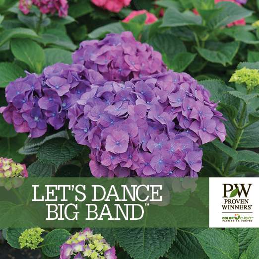 Preview of Let’s Dance Big Band® Hydrangea Benchcard PDF