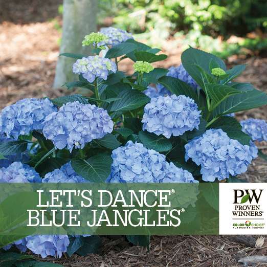Preview of Let’s Dance® Blue Jangles® Hydrangea Benchcard PDF
