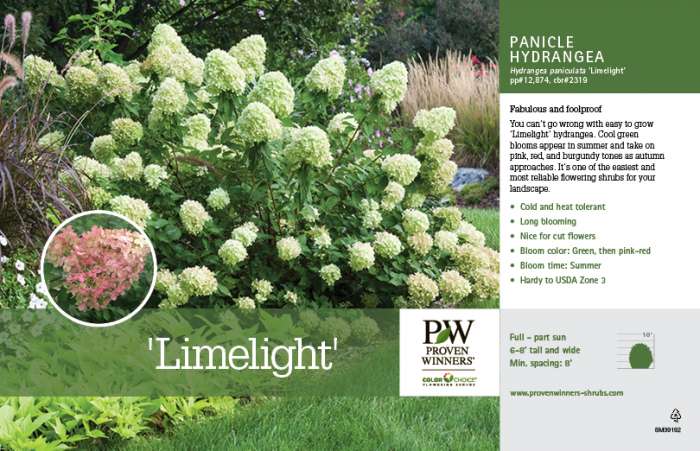 Preview of ‘Limelight’ Hydrangea Benchcard PDF