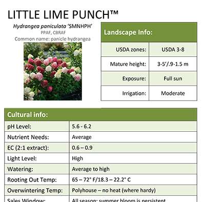 Preview of Little Lime Punch™ Hydrangea Grower Sheet PDF