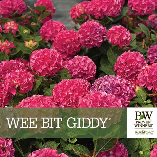 Preview of Wee Bit Giddy® Hydrangea Benchcard PDF
