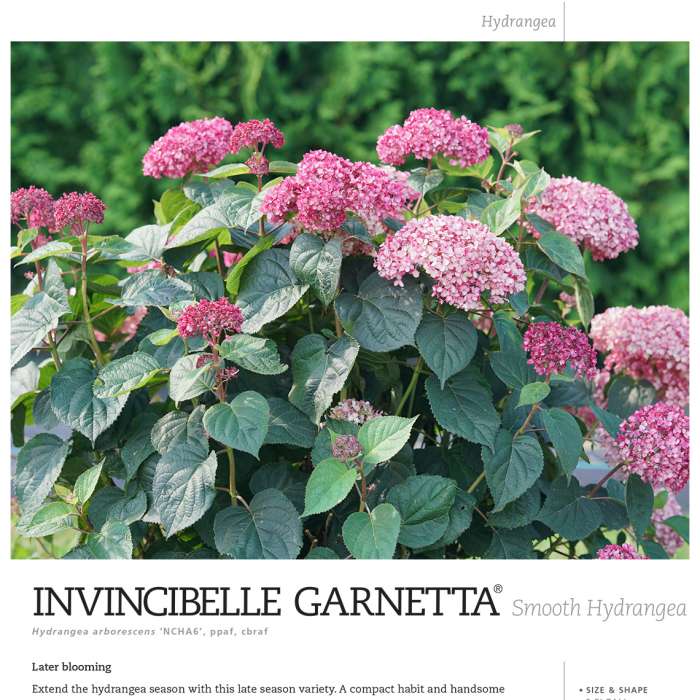 Preview of Invincibelle Garnetta® spec sheet PDF