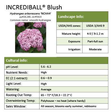 Preview of Incrediball® Blush Hydrangea Grower Sheet PDF